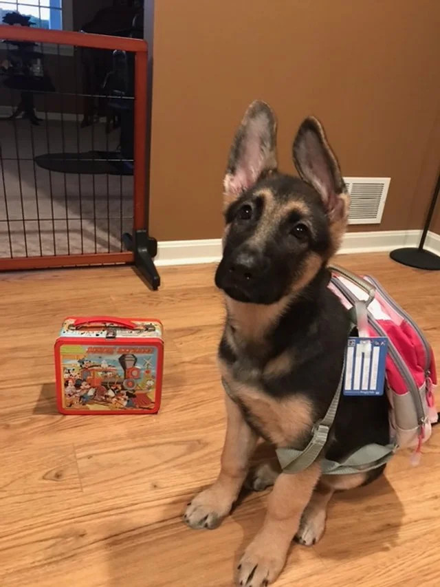 Are You Smarter Than a High Schooler… About Animal Welfare?