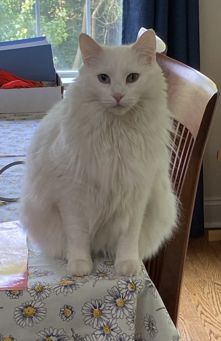 Busting the Top 10 Myths About Spay/Neuter in 2026