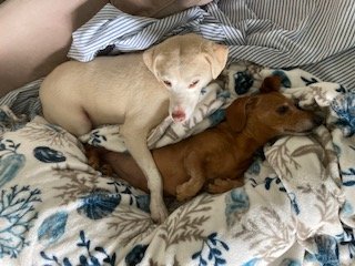 The True Cost of Rescue: Why Spay/Neuter Saves More Than Lives