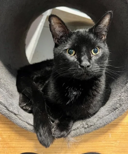 You Don’t Work at a Spay/Neuter Clinic… Now What?