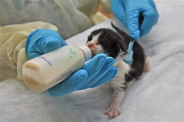 Kitten Season 2026: Why Early Spay &amp; Neuter Matters More Than Ever
