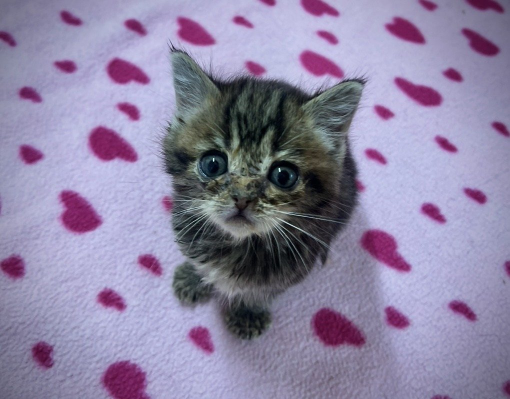 The Most Expensive Puppy or Kitten…