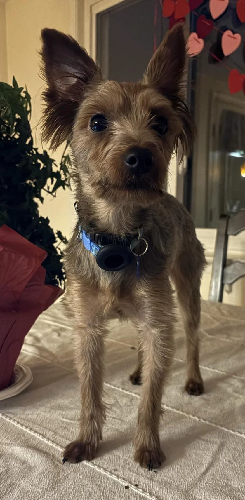 "But My Pet Is Different" — And 6 Other Spay/Neuter Myths We Need to Talk About