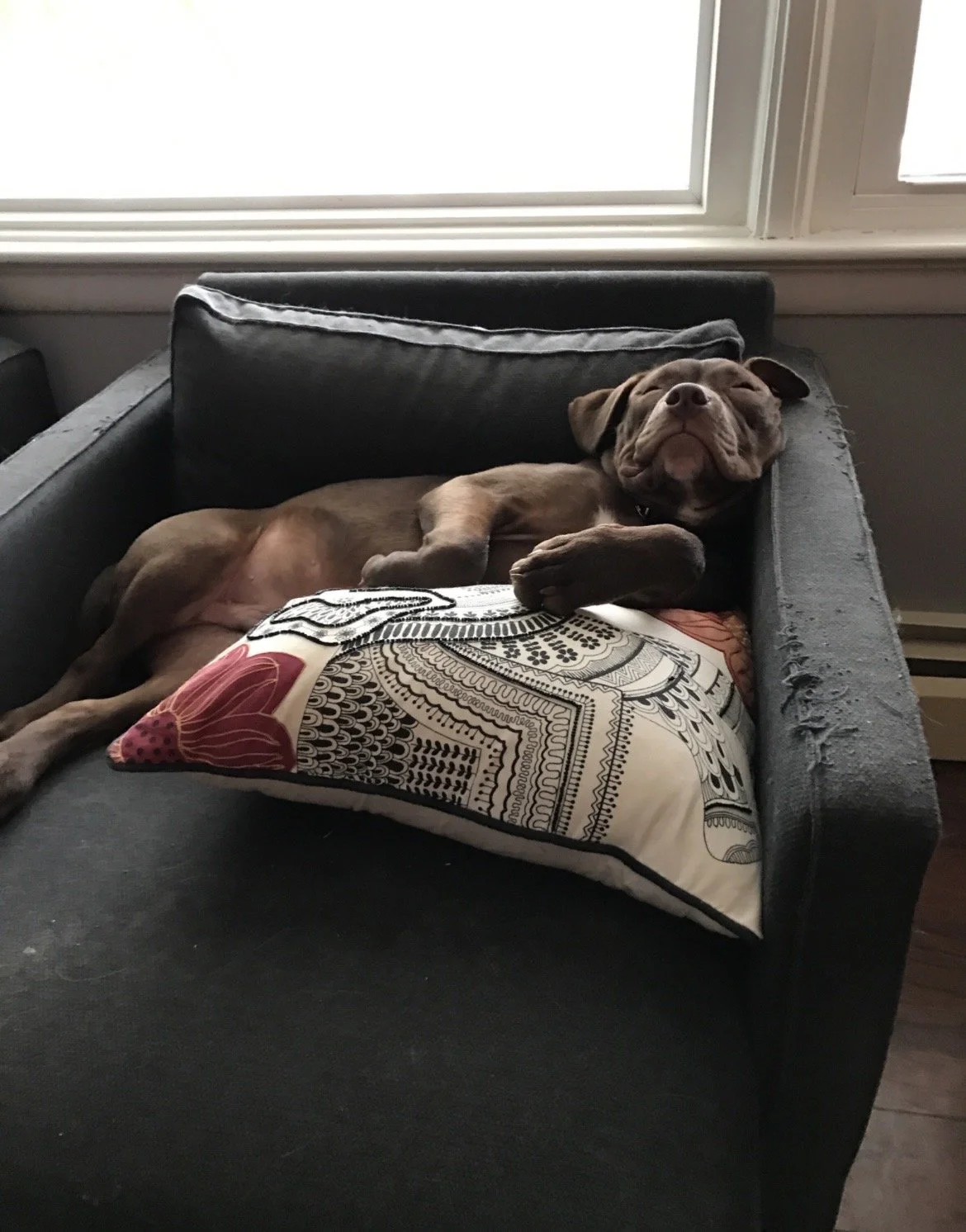 Dear Future Puppy…