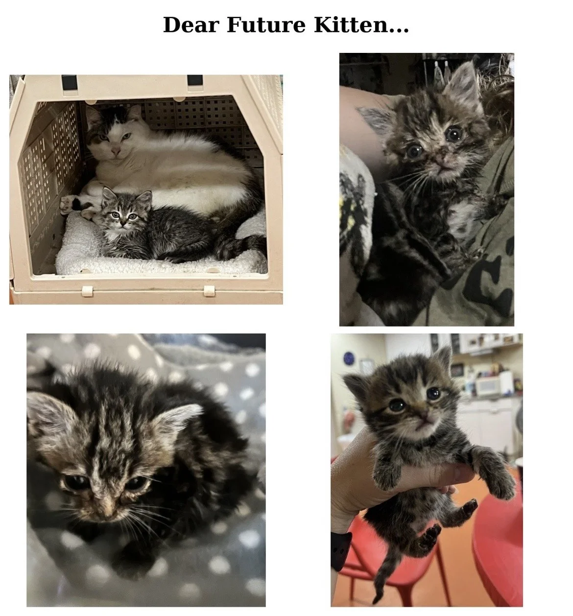 Dear Future Kitten…