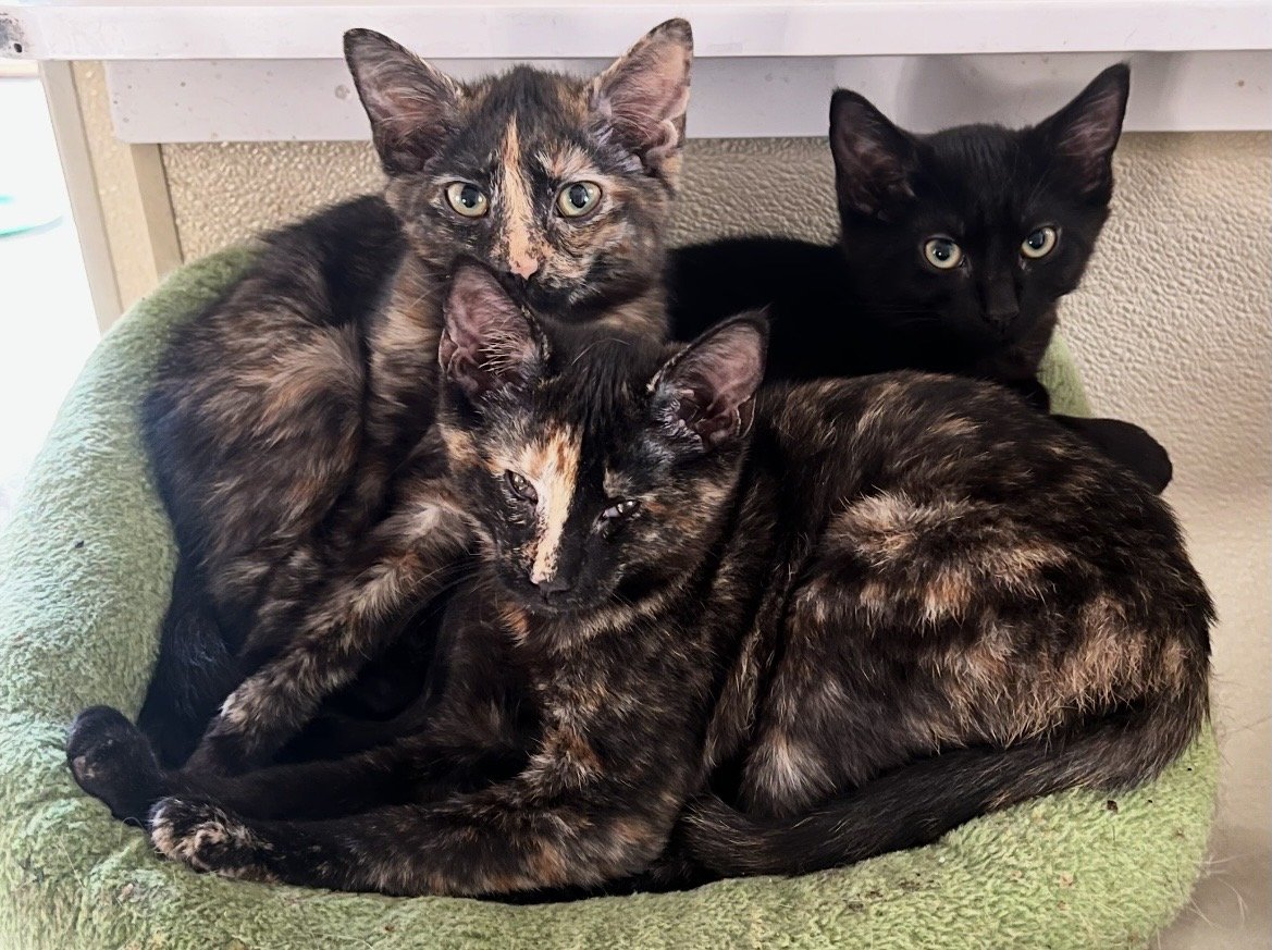 kittens huddled together.jpg