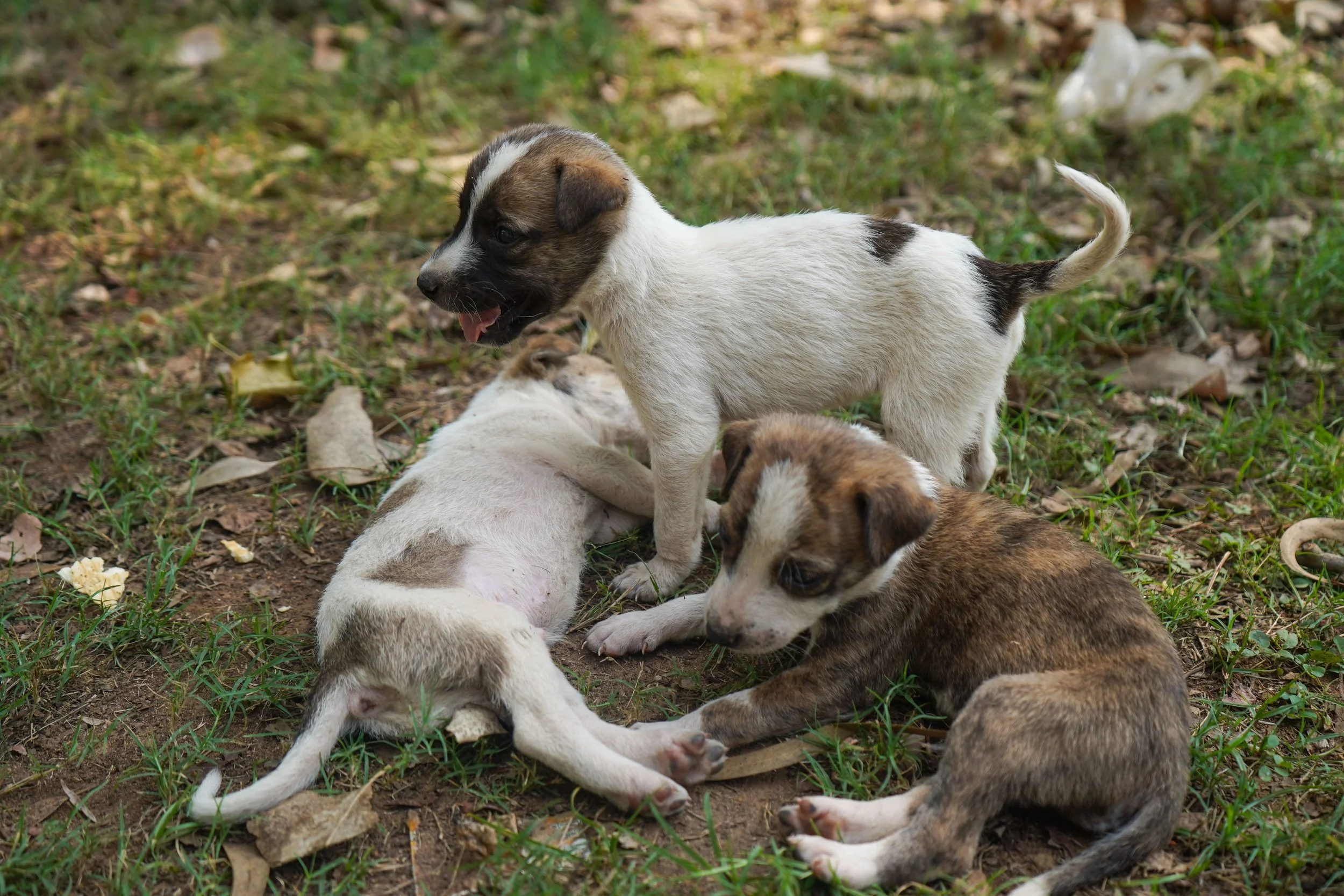 pups in grass.jpg