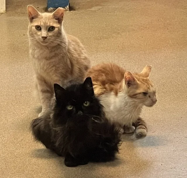 You See an Ear-Tipped Cat. Now What?