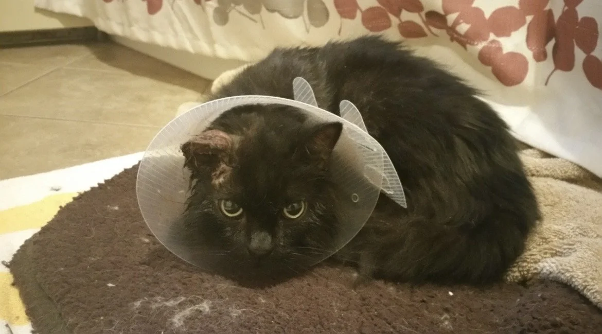 Why Can't the Vet Just Do It for Free?