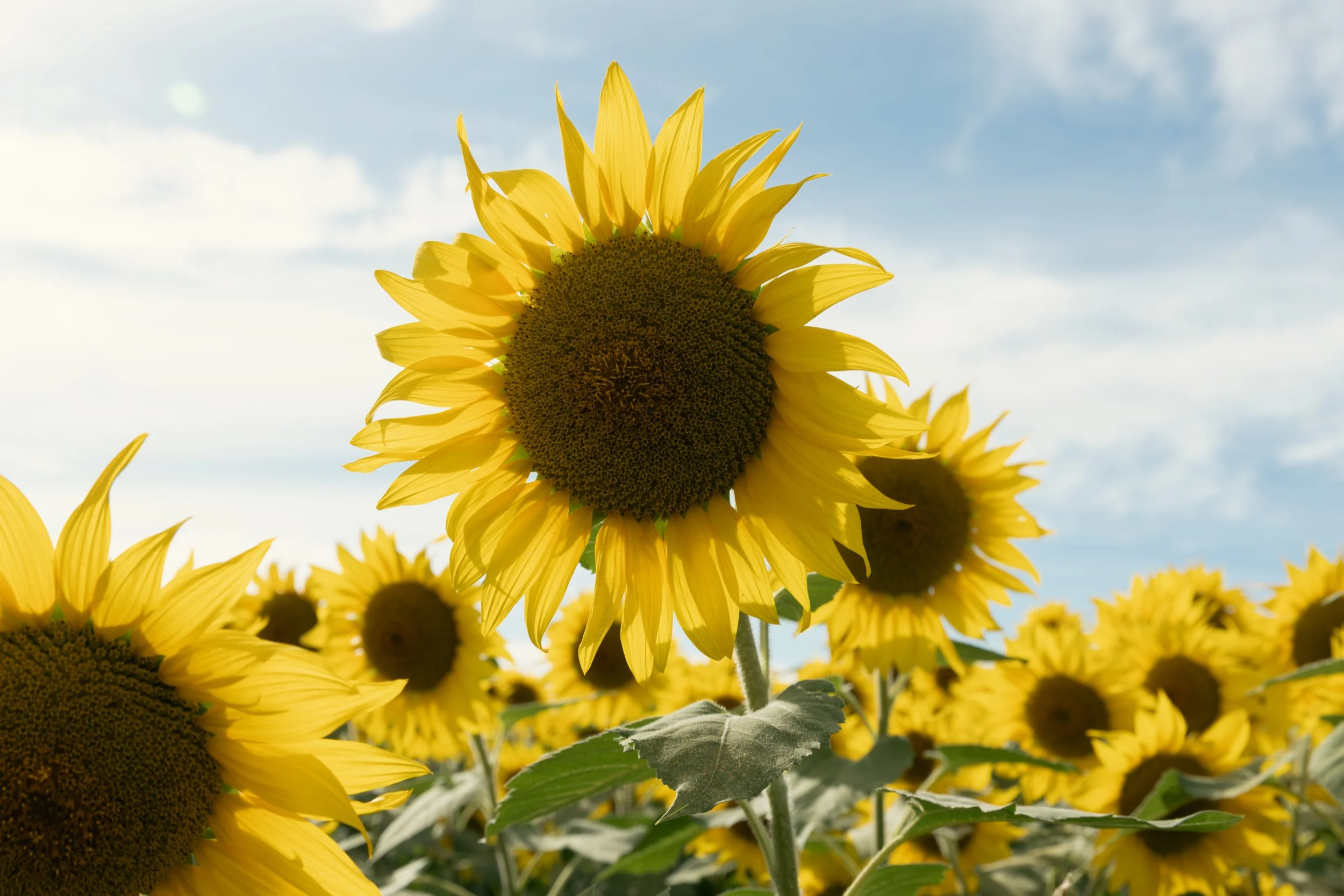 Sunflowers Colby Farm 2024