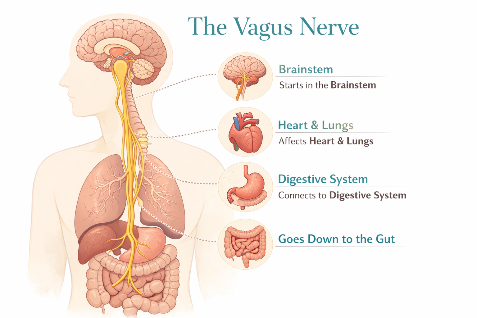 “Diagram of the vagus nerve connecting the brainstem to the heart, lungs, and digestive system, explaining physical anxiety symptoms.”