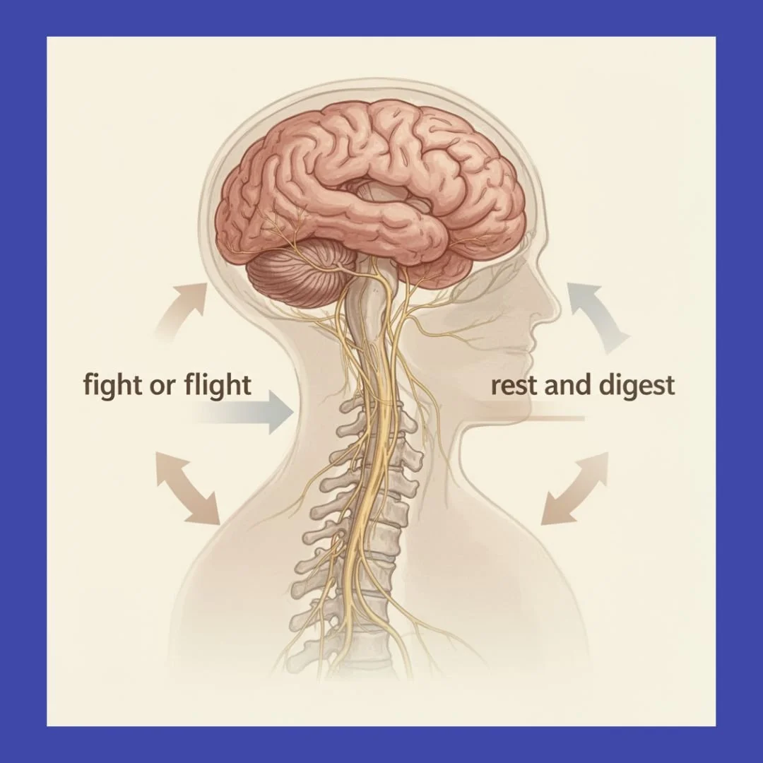Soft anatomical illustration of the nervous system and vagus nerve shifting from fight-or-flight to rest-and-digest state.