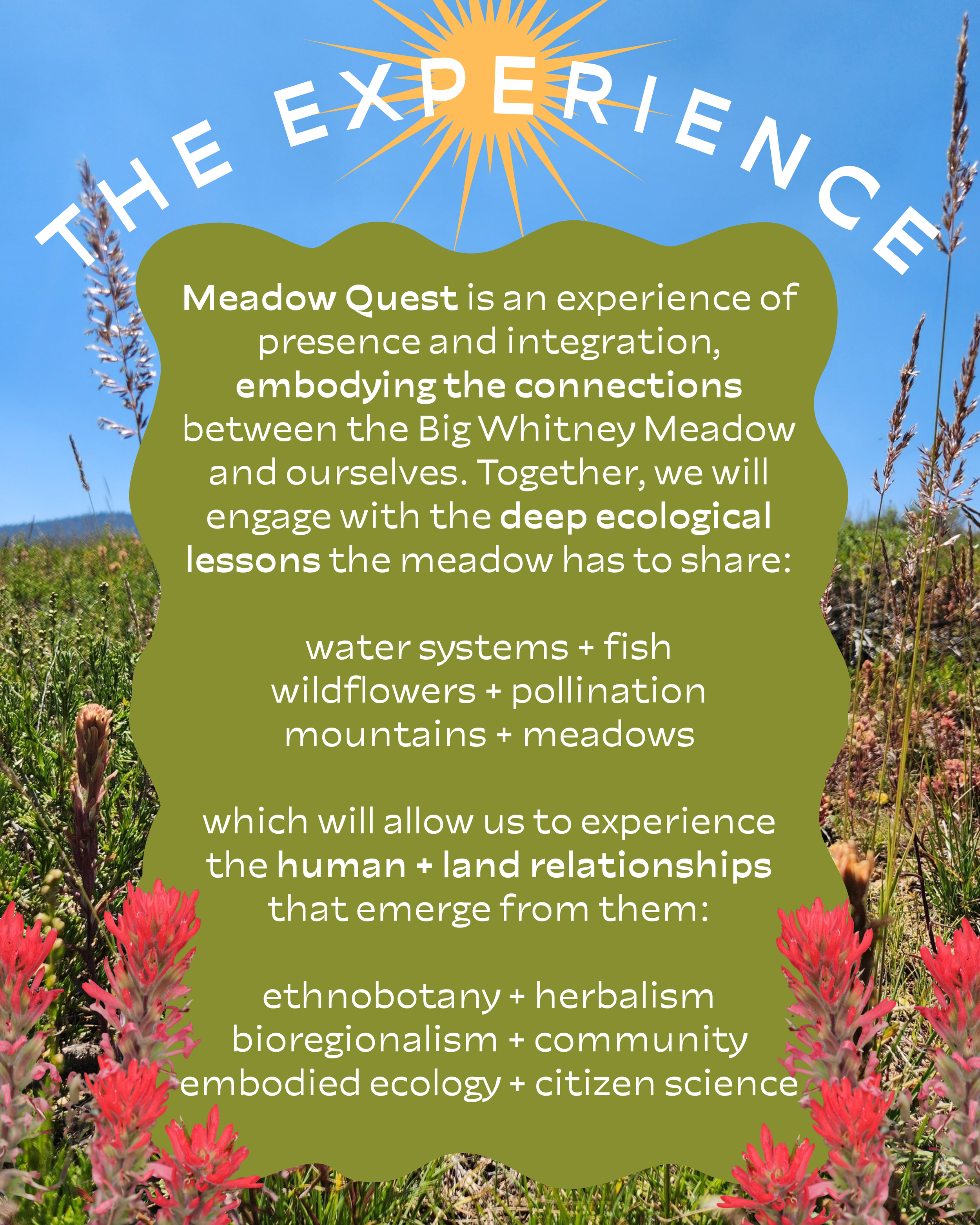 MEADOWQUEST_20260223_213030_0003.png