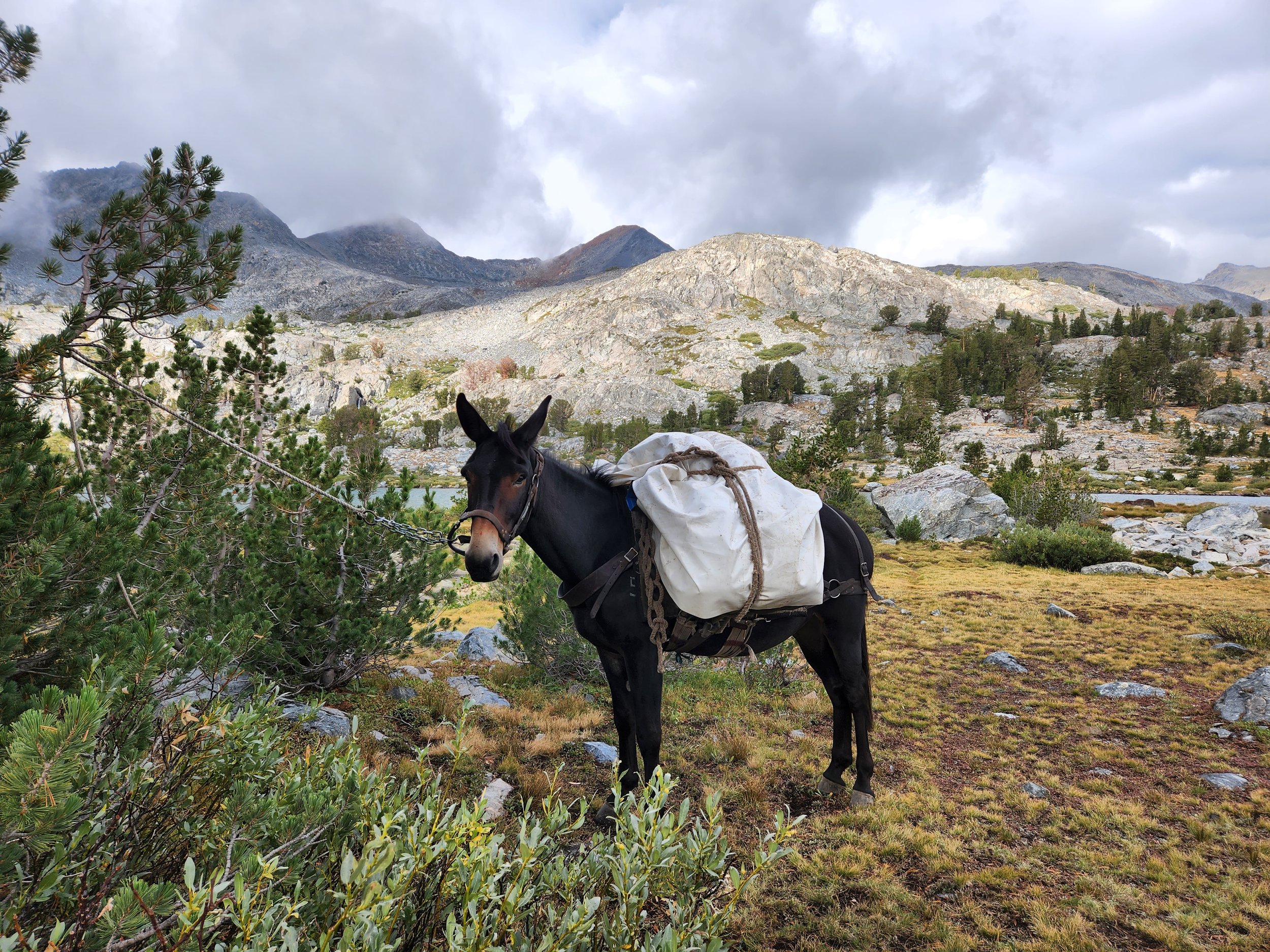 jacobs mule .jpg