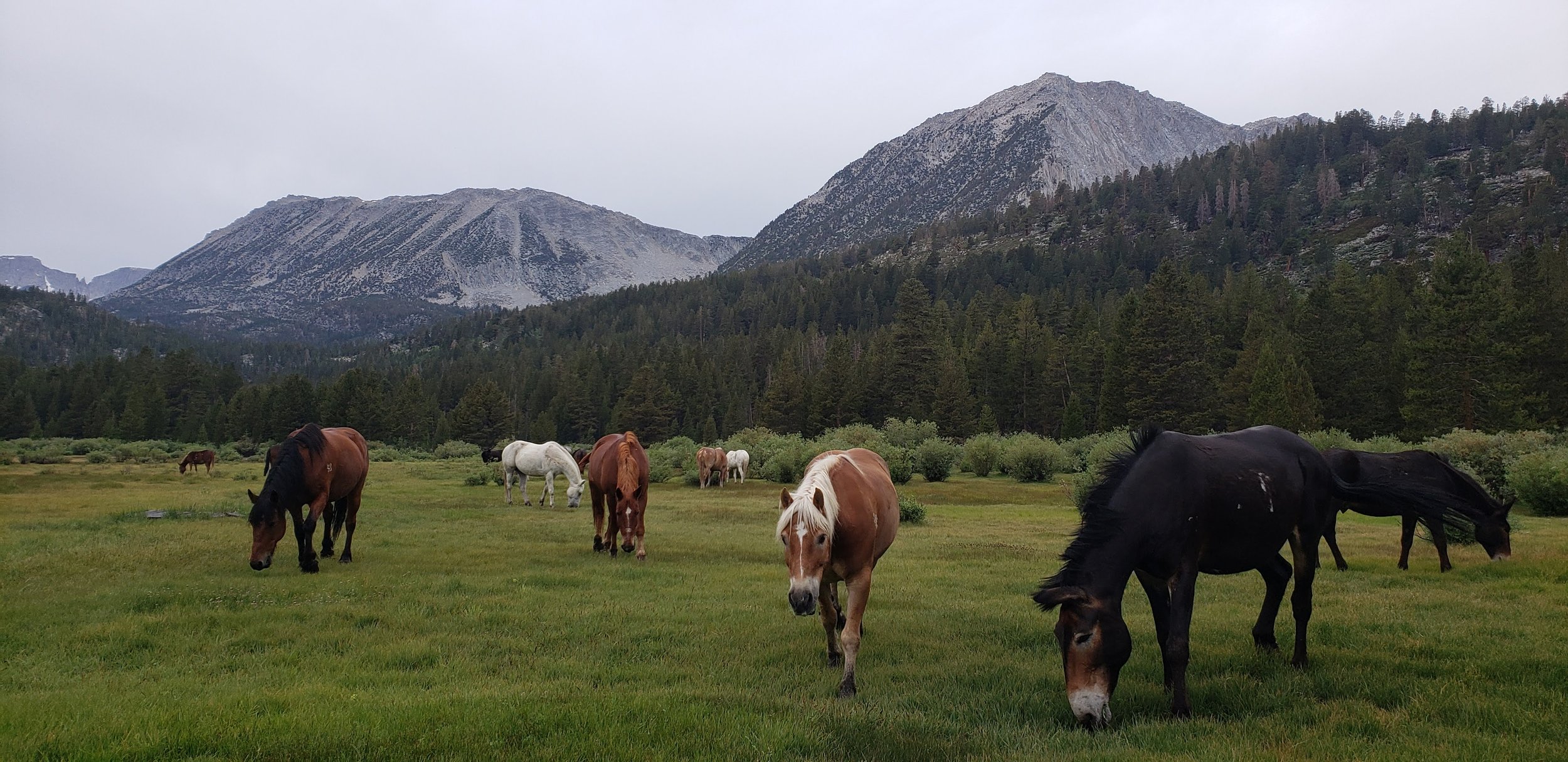 lower corral graze .jpg