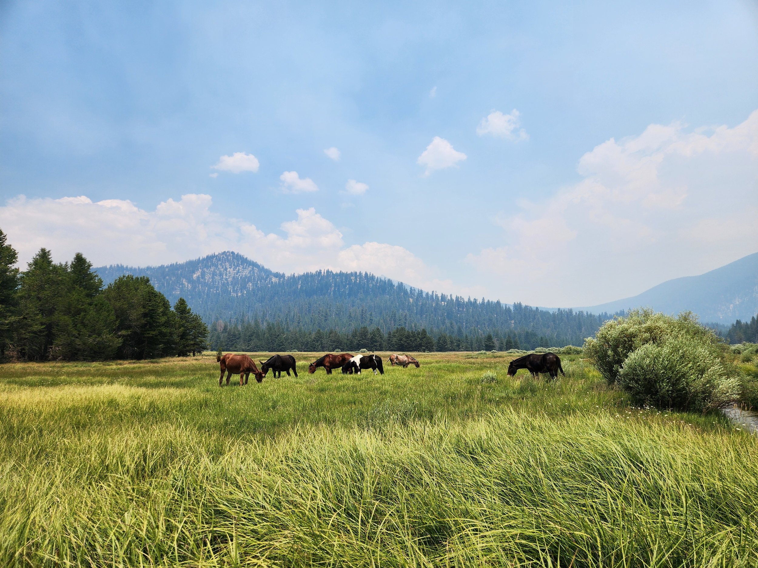 lil whitney meadow .jpg