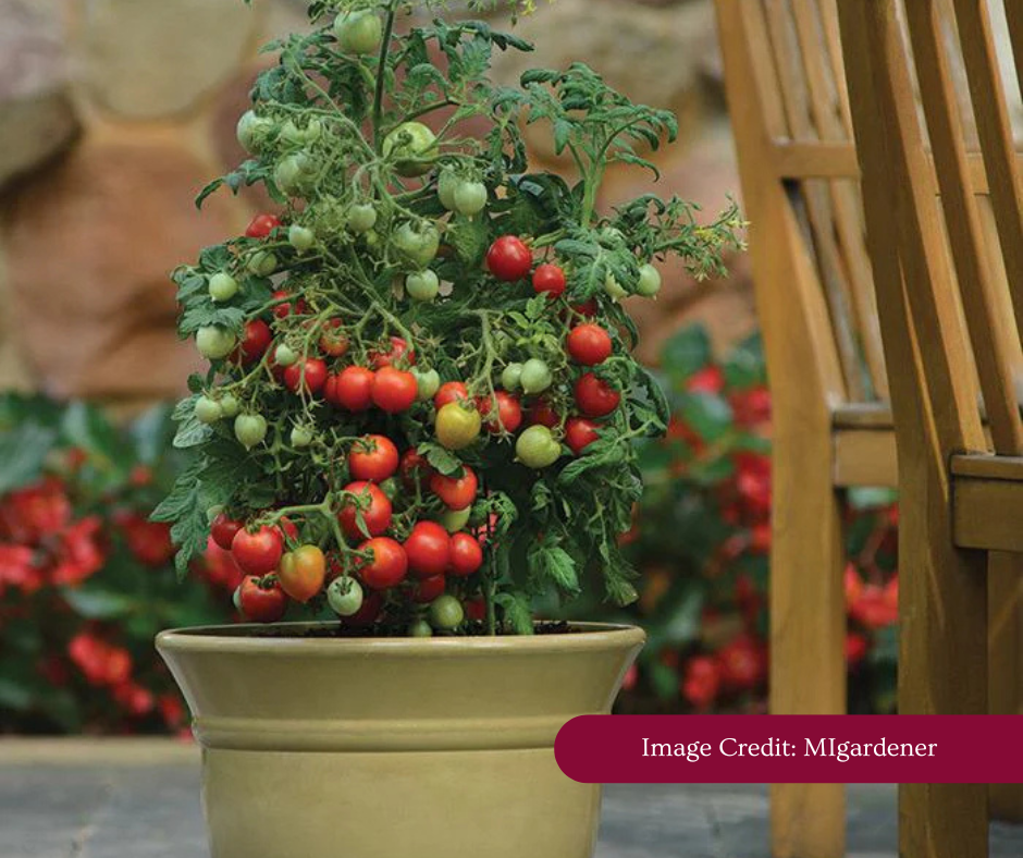 Geranium Kiss Tomato