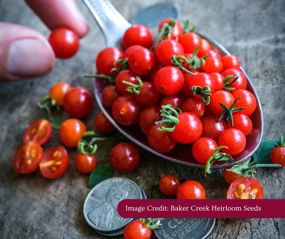 Spoon Tomato
