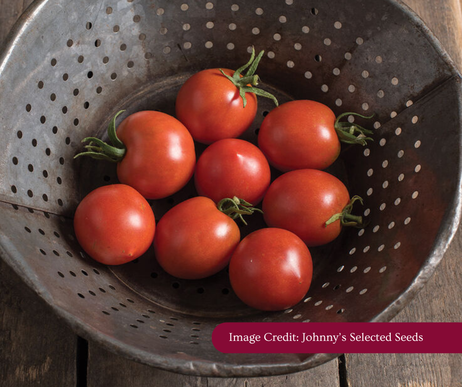 Glacier Tomato