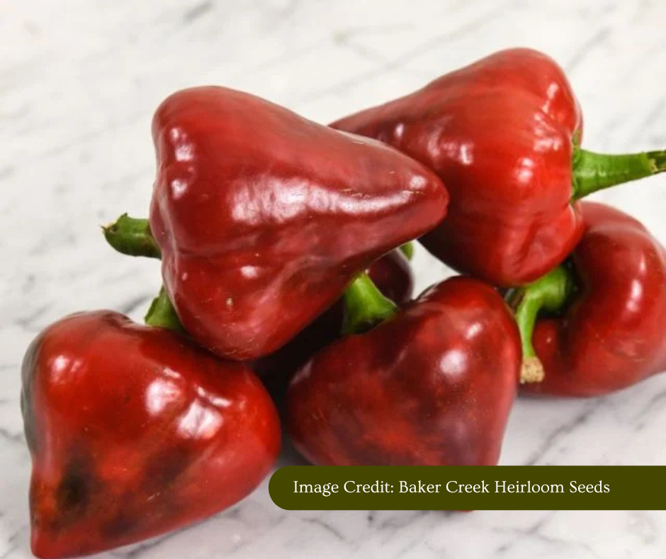 Lesya Sweet Pepper
