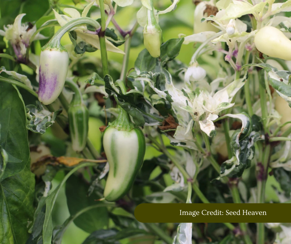 Mattapeno Hot Pepper