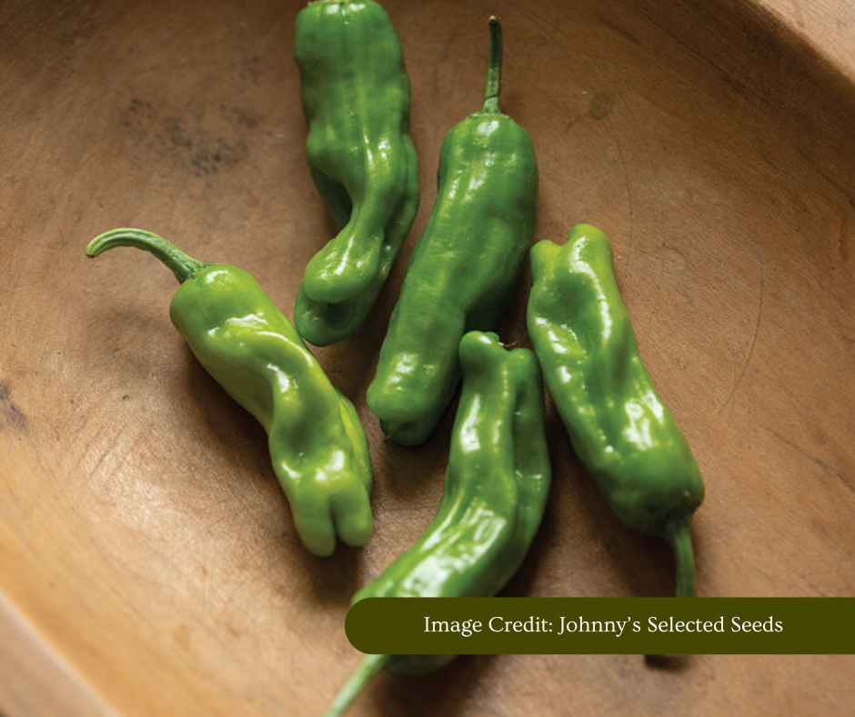 Shishito Sweet Pepper