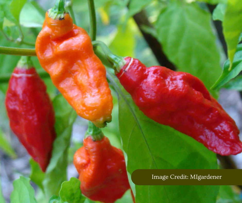 Ghost Bhut Jolokia (1).png