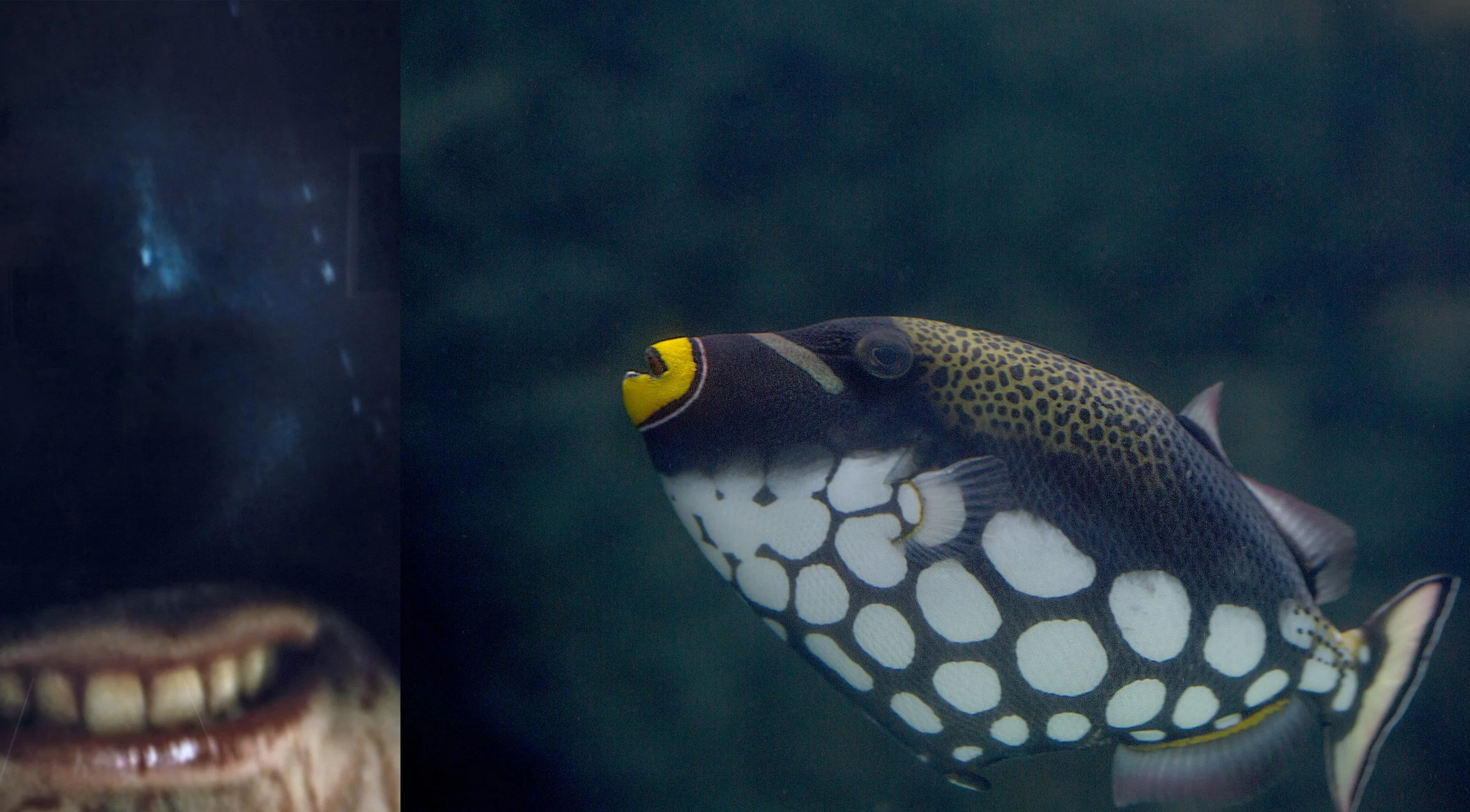 Kafka's Diary, 10" x 18.5" ©2017