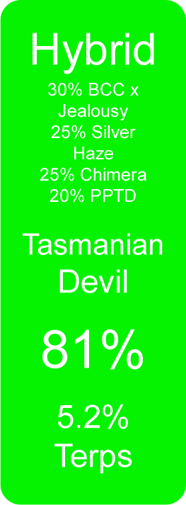 Tasmanian Devil (Hybrid)