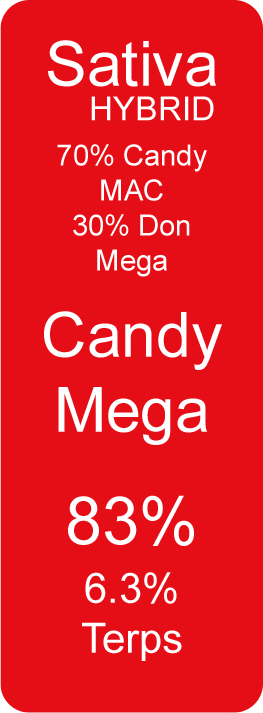 Candy Mega (Sativa Hybrid)
