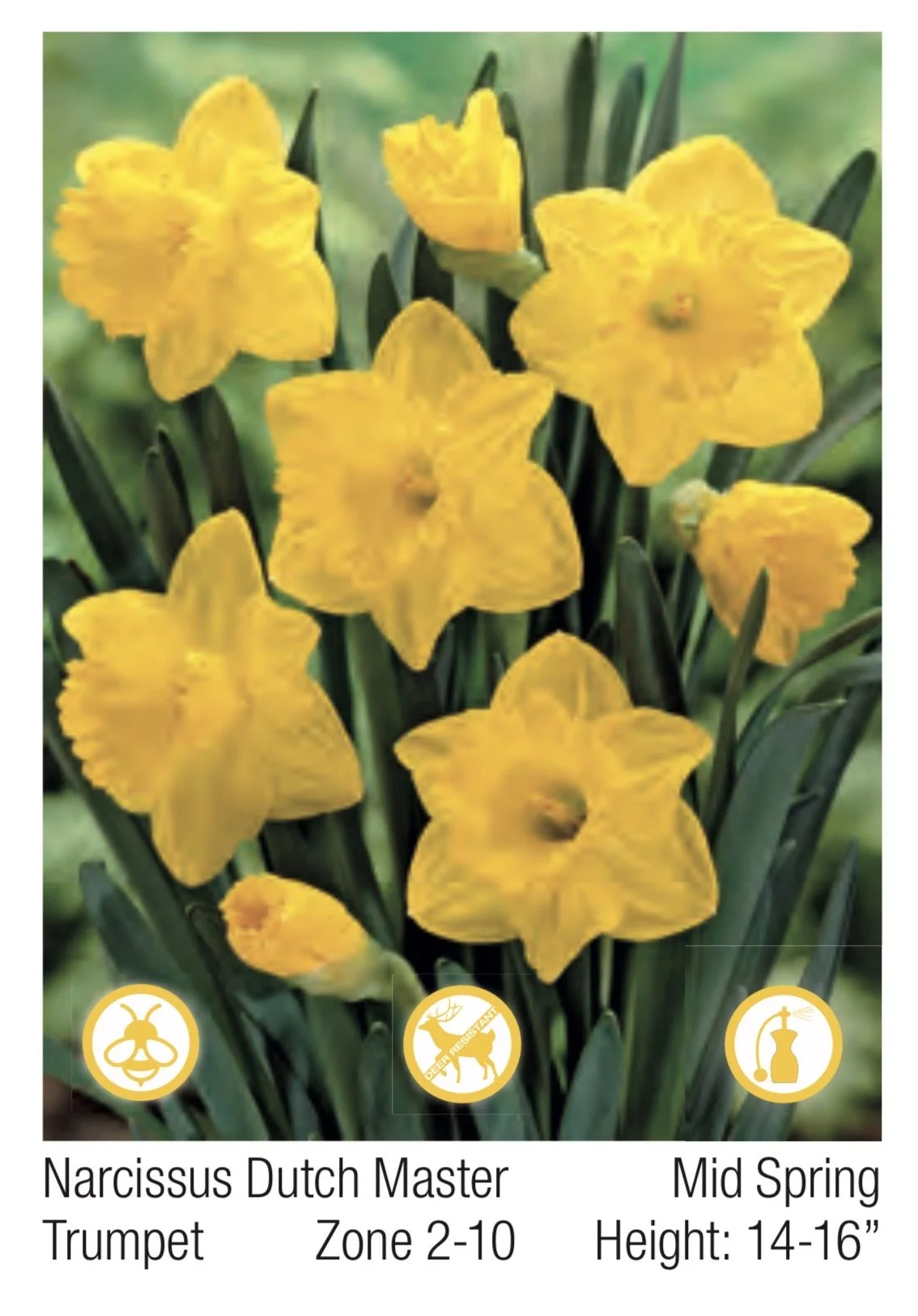 yellow.jpeg