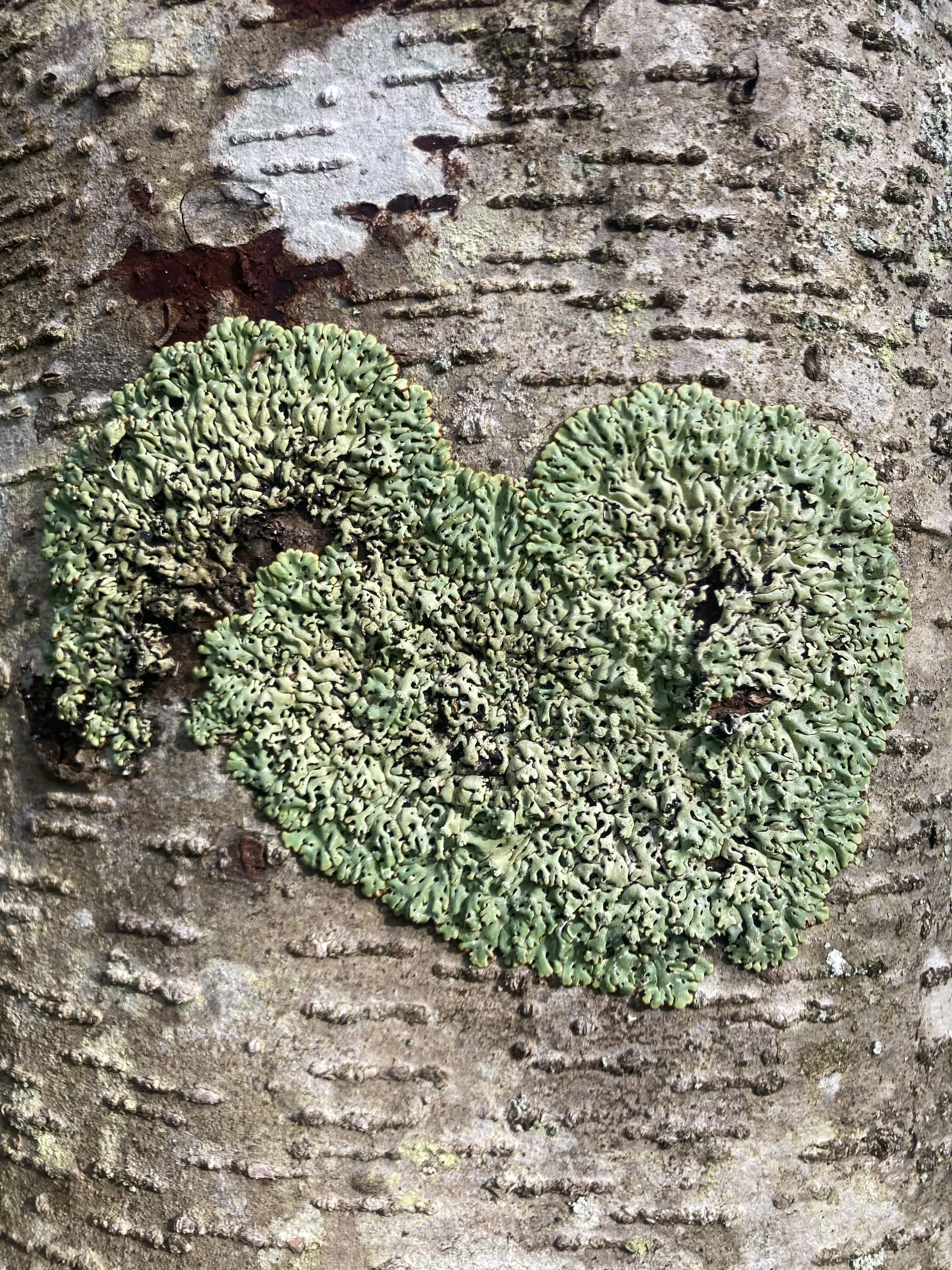 Standing on the Threshold — learning liminality from lichen