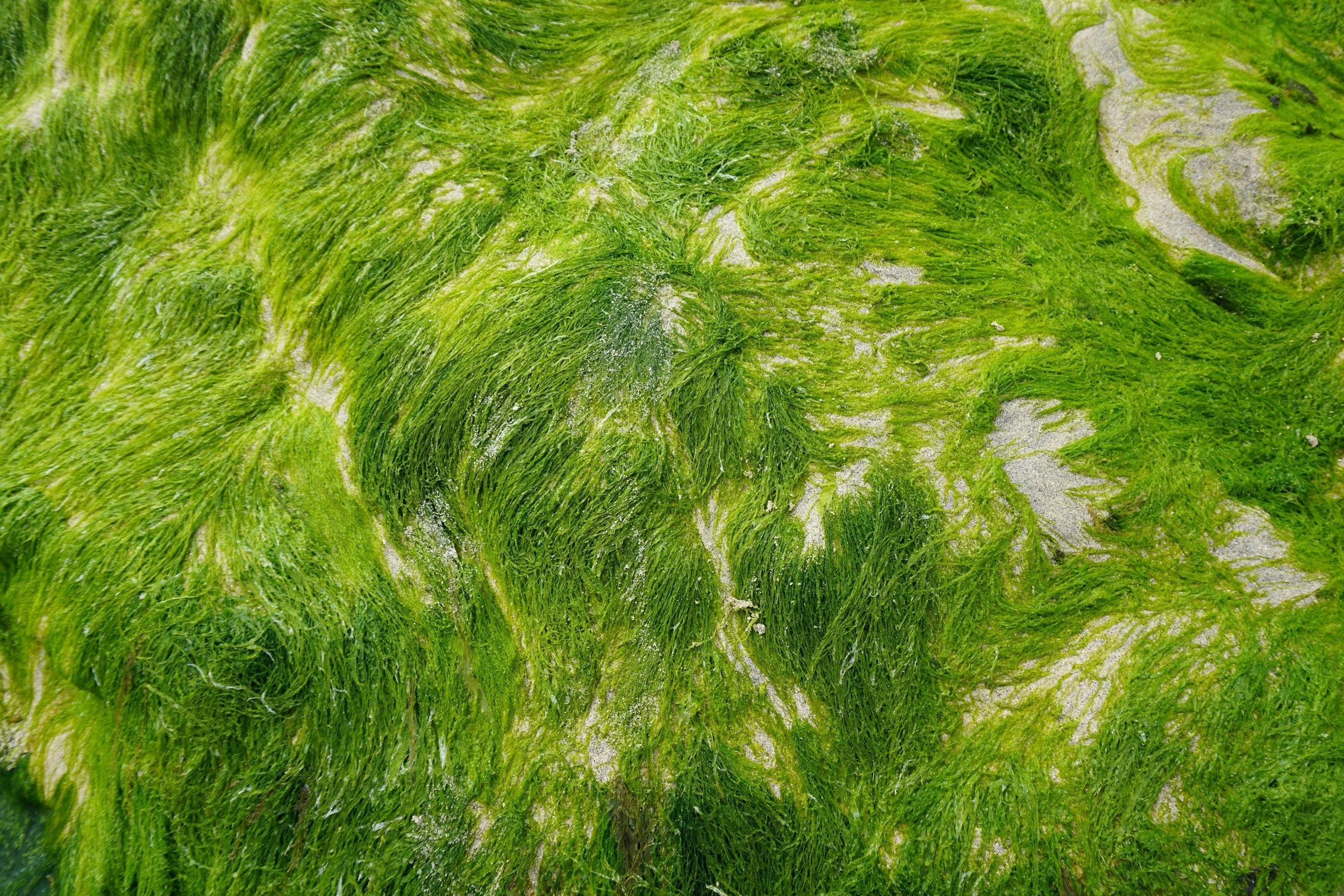 Riding the Waves — learning rhythm with seaweed