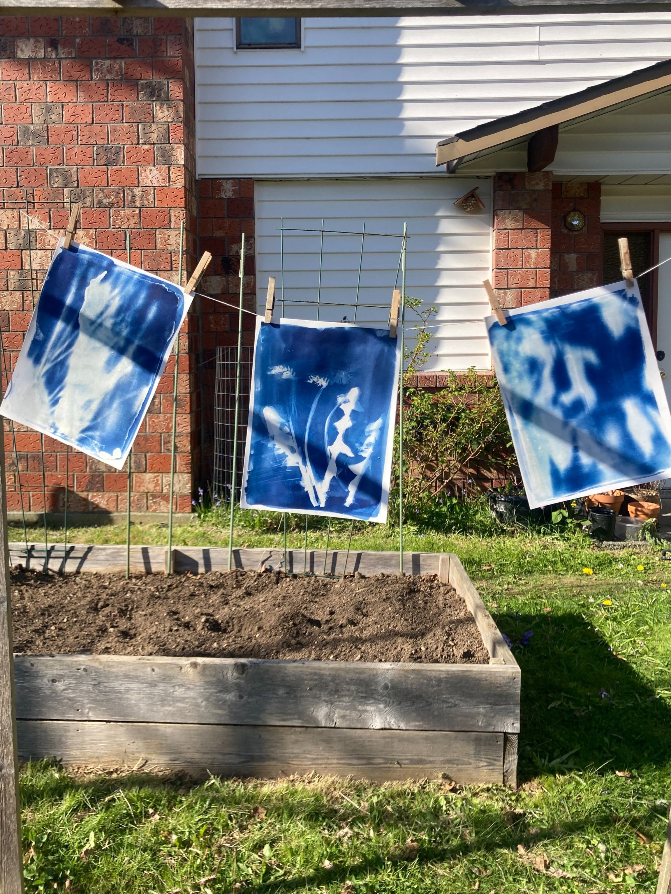Botanical cyanotype prints created during a nature-based art workshop hanging to dry in the sun in a backyard setting in East Vancouver