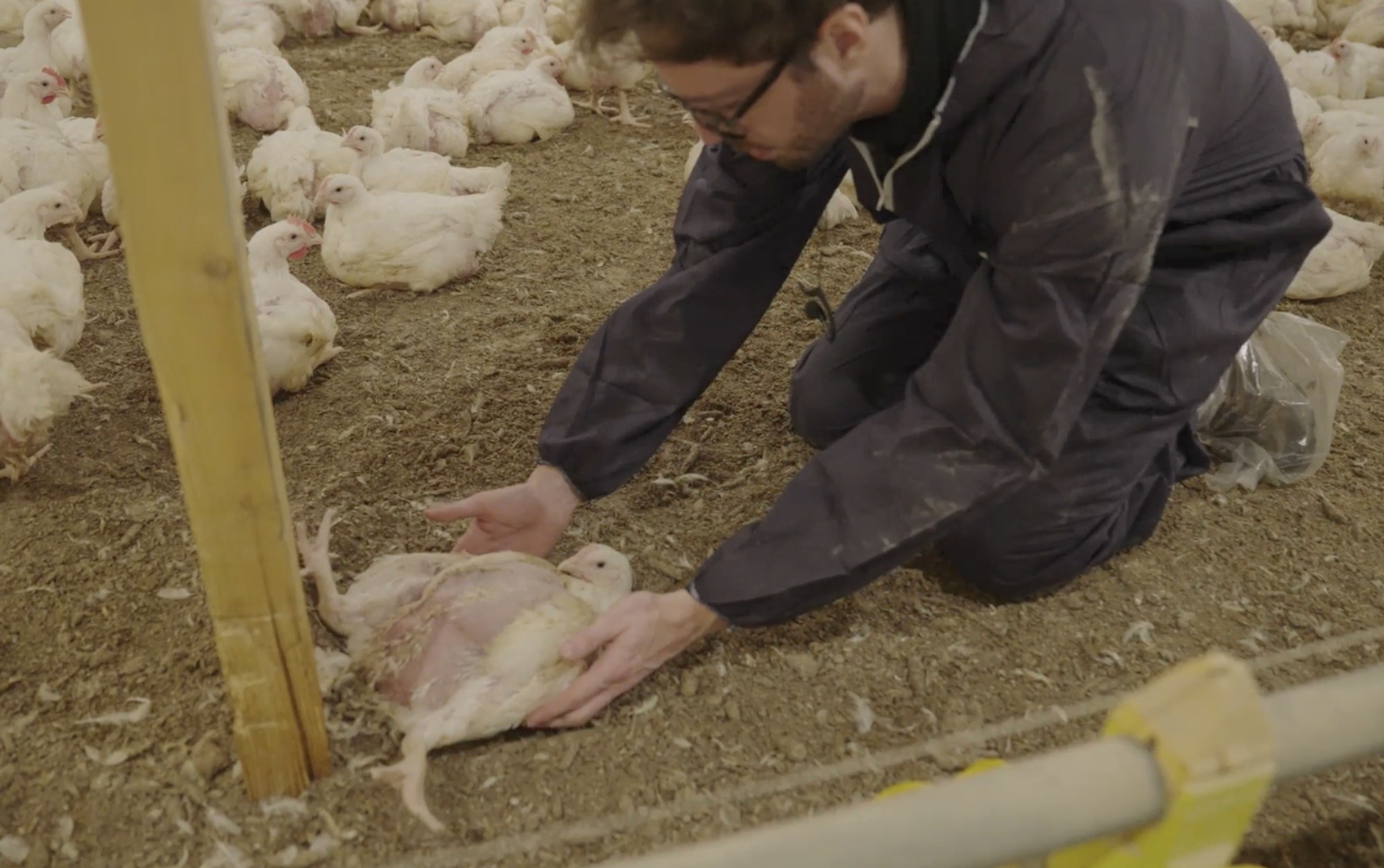 Jack Hancock-Fairs, the filmmaker, helps a collapsed chicken in a factory farm.