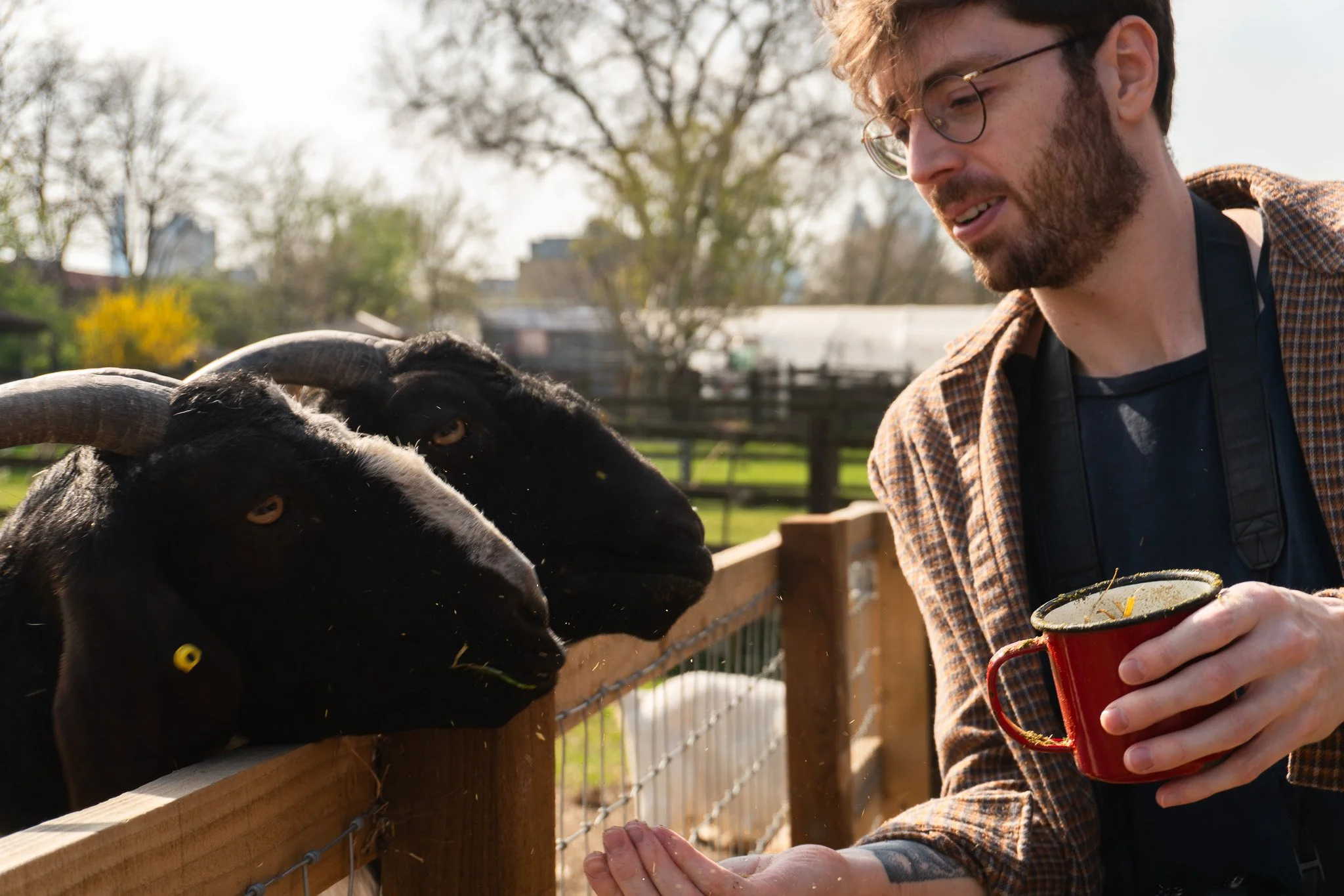 Jack feeding hay to two black goats at a farm