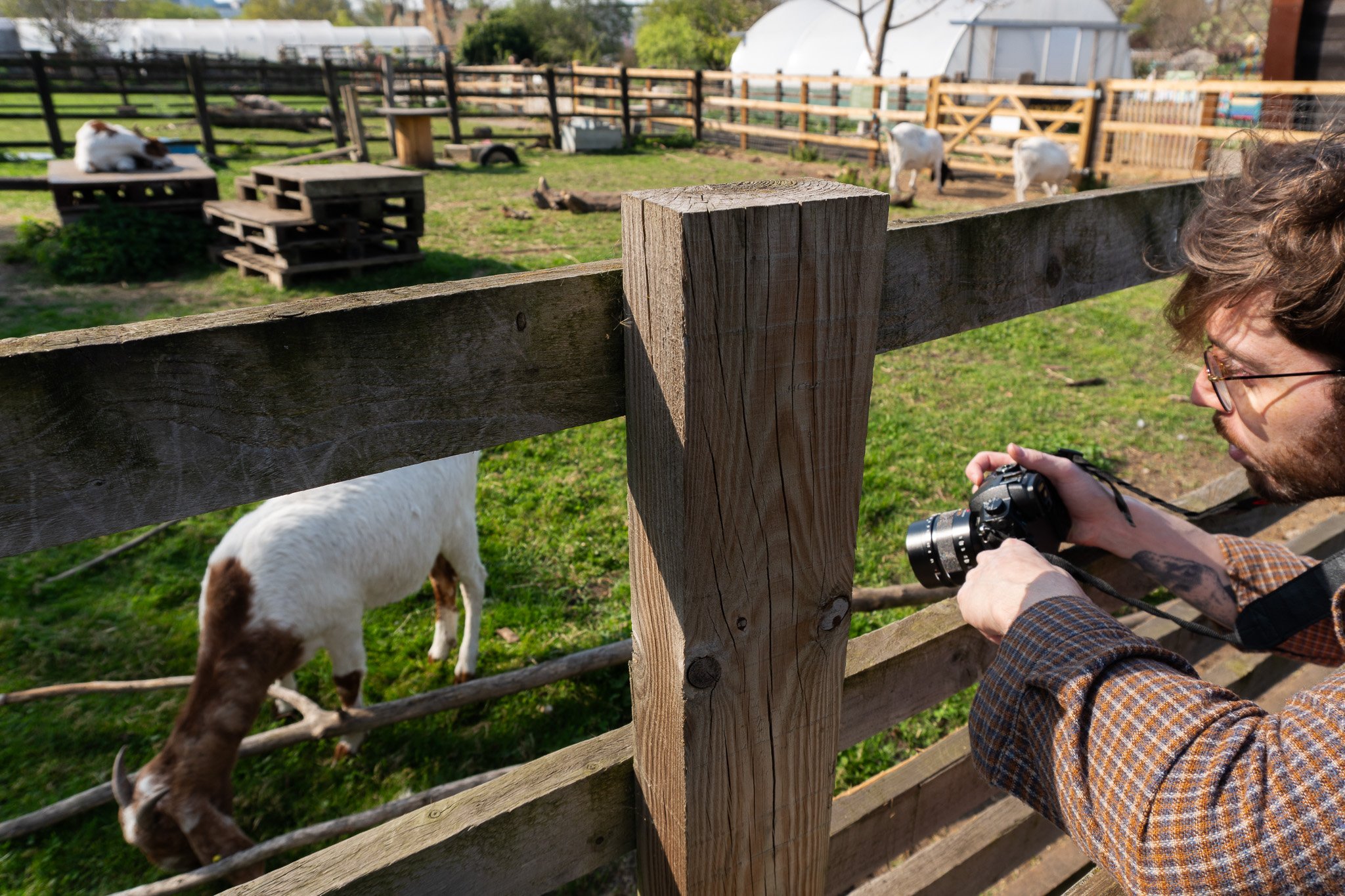 Jack, observing a goat that is eating grass. He is holding a camera in his arms and waiting for a moment to film the goat.