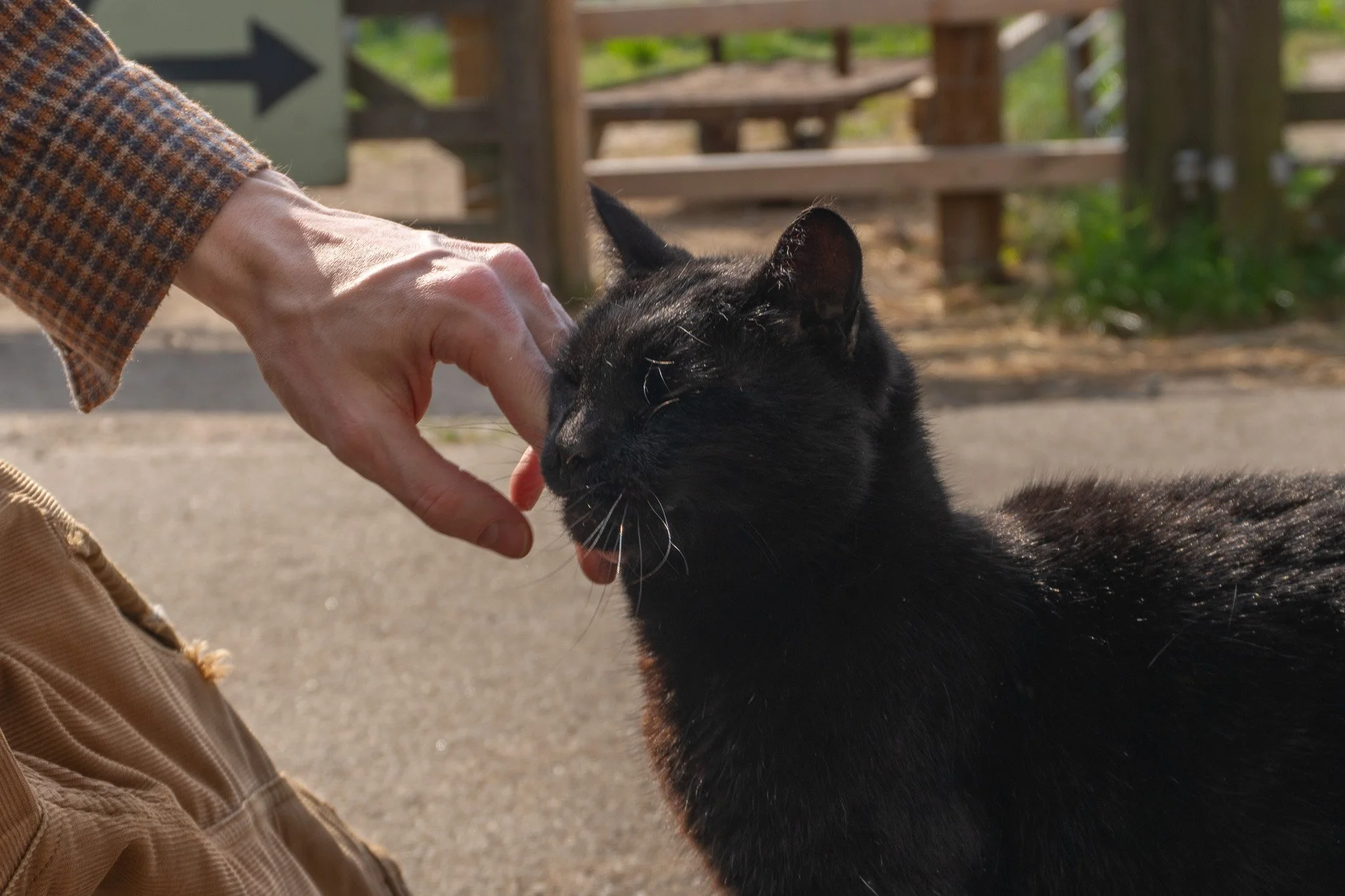 Jack’s hand touching a face of a black cat. The cat has their eyes closed.