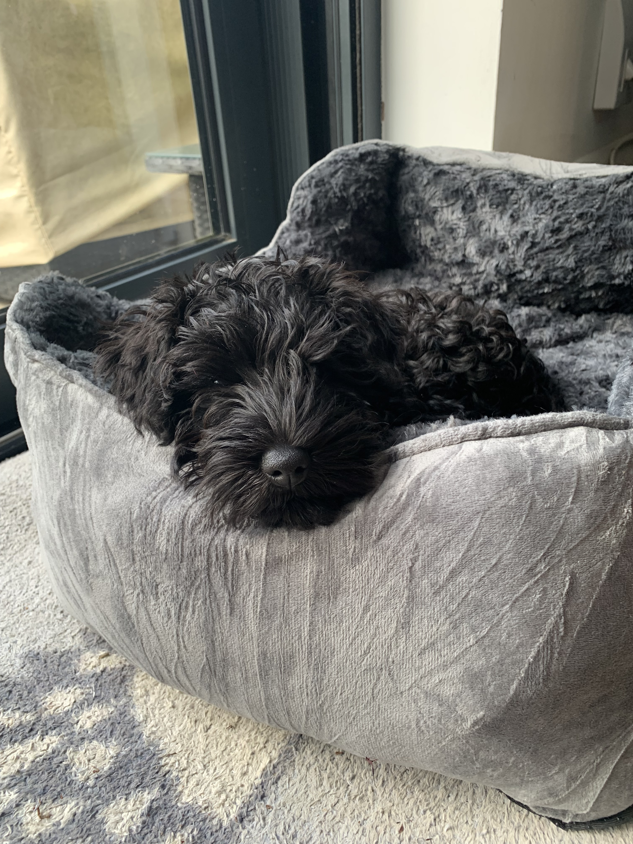 Puppysitting