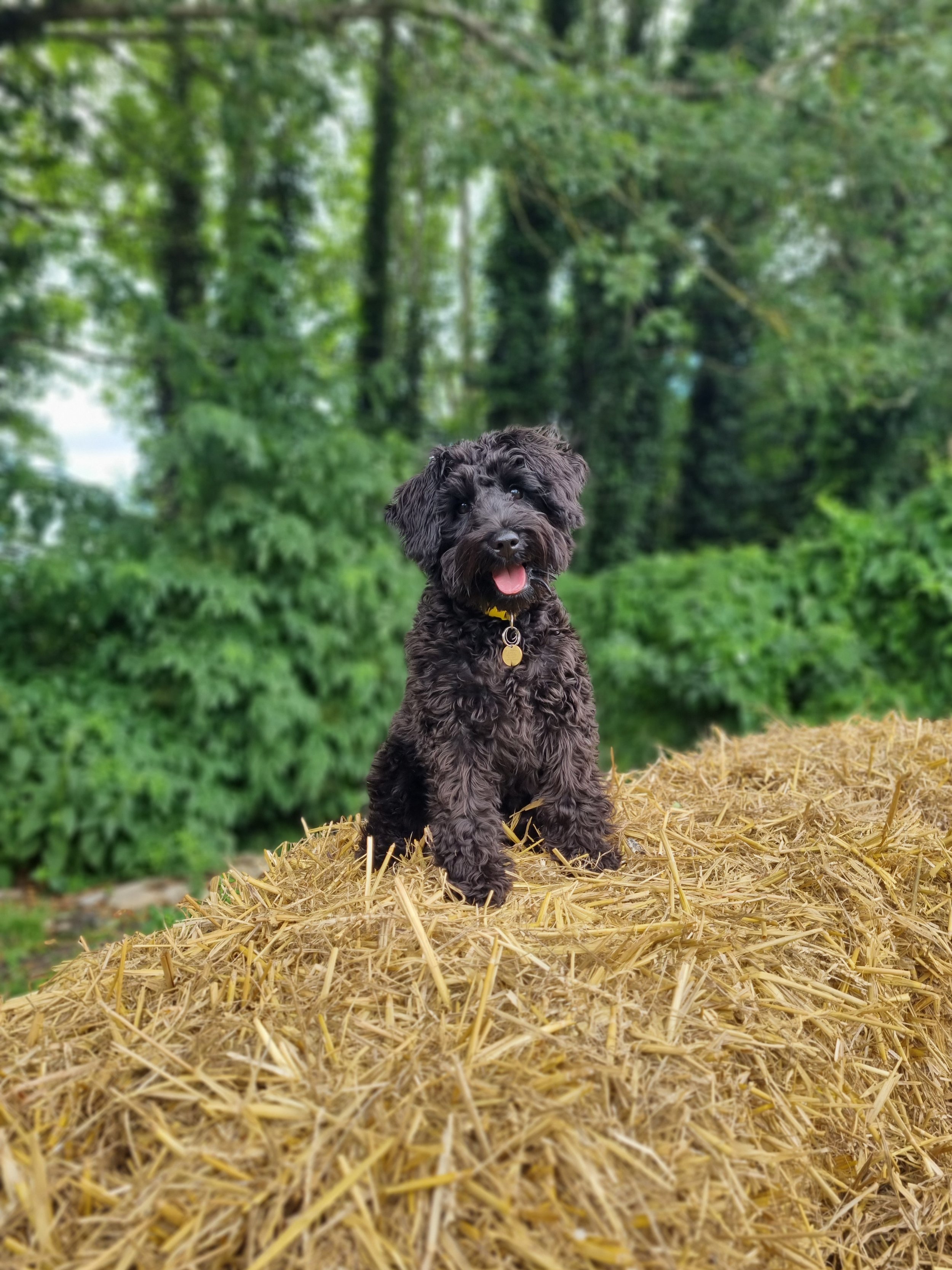 30-minute Puppy Visits