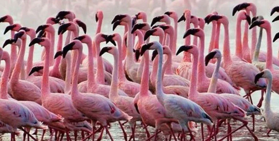 Birding-in-Lake-Nakuru-National-Park-kenya.jpg