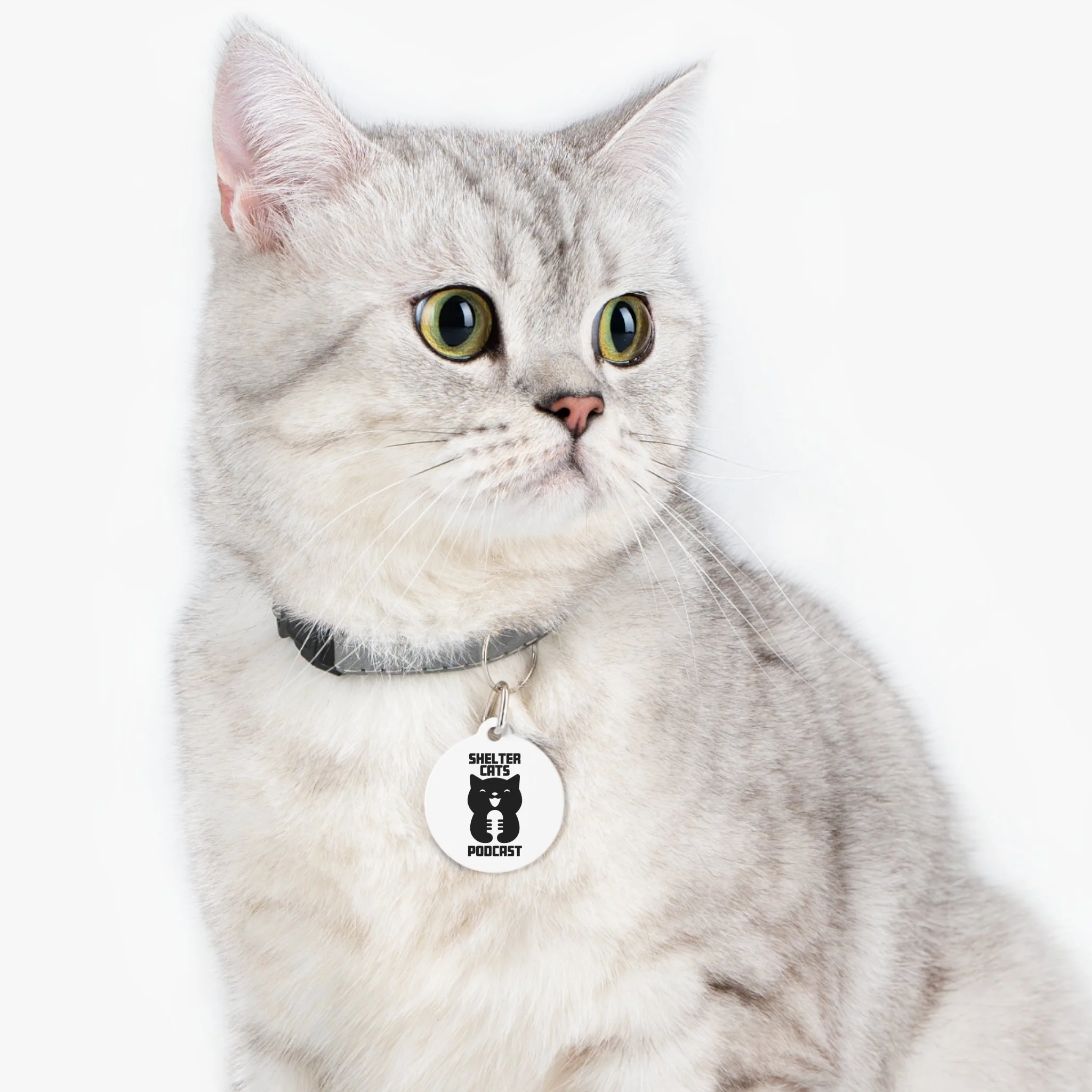 A light-colored cat with green eyes wearing a collar with a round tag that says "Shelter Cats Podcast" and features a bear illustration.