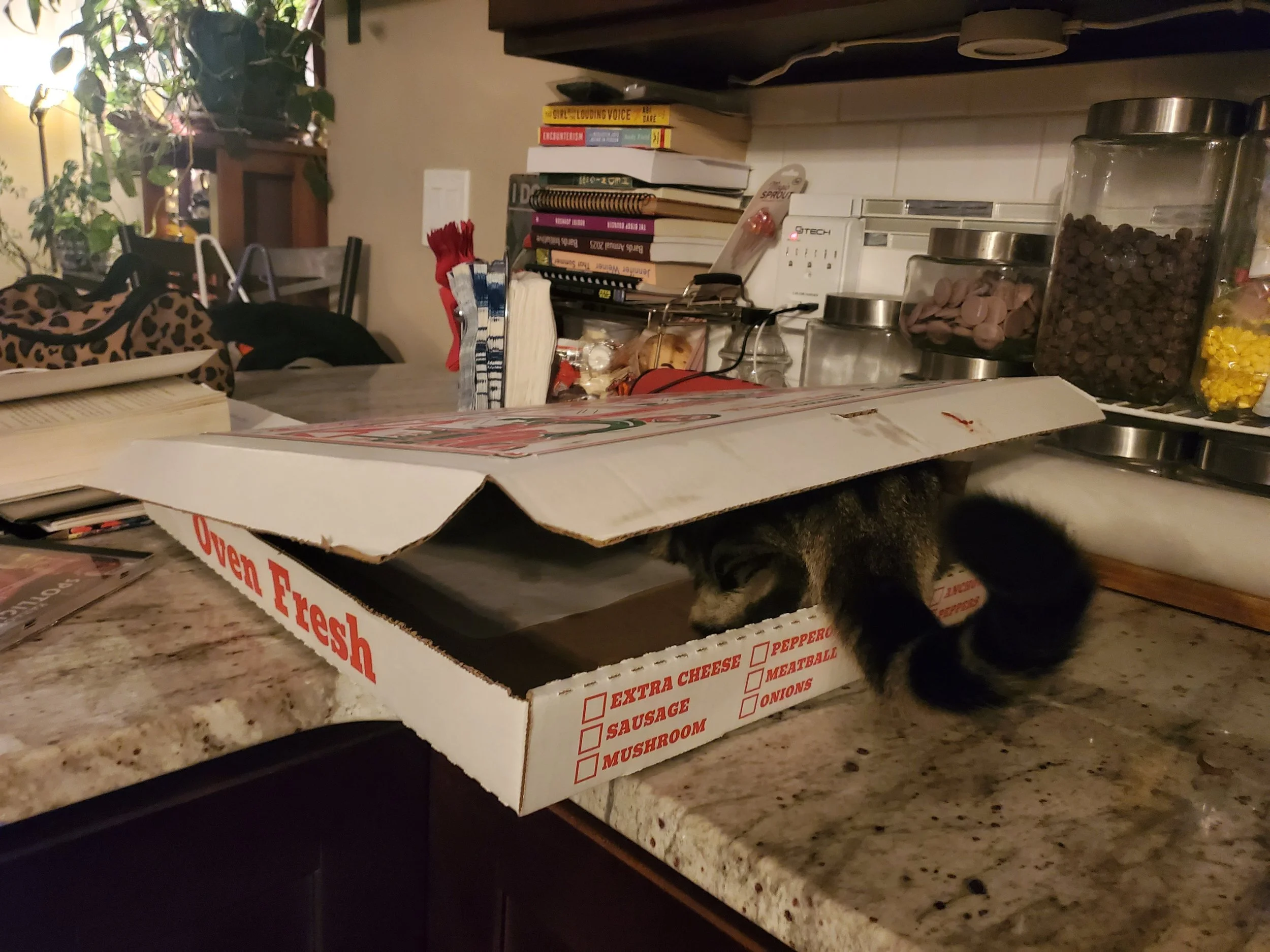EddyAnne, the troublemaker