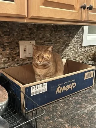 Fat Tony In a Box 
(Parent: Kelly Brach)
