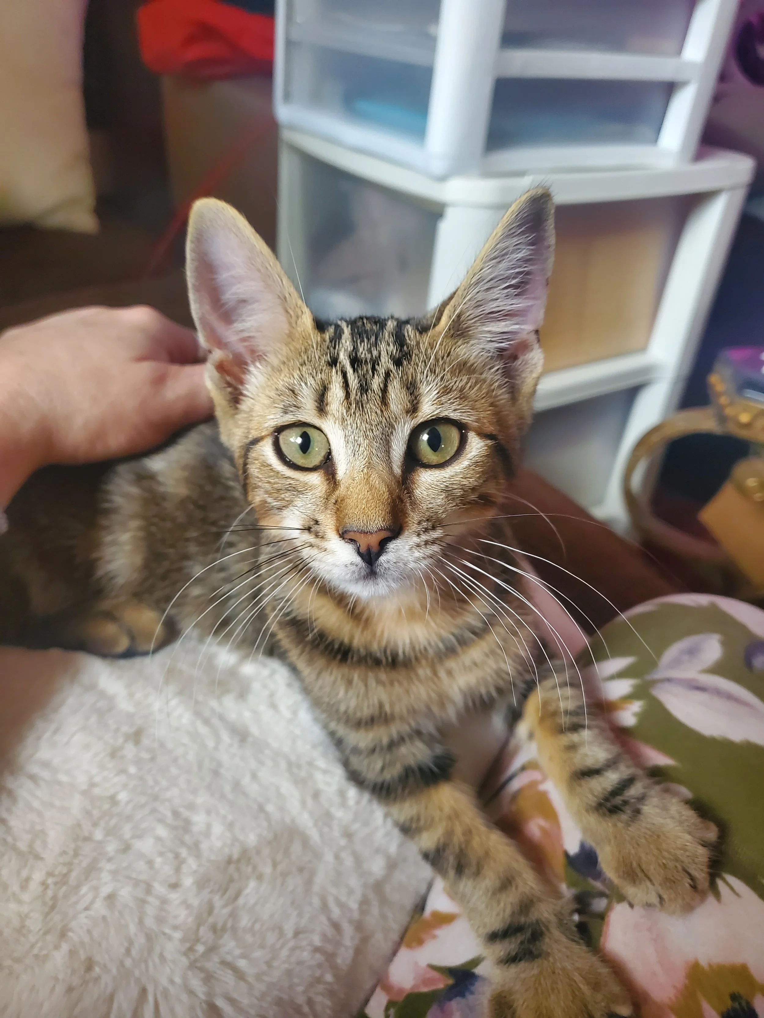 EddyAnne, the troublemaker