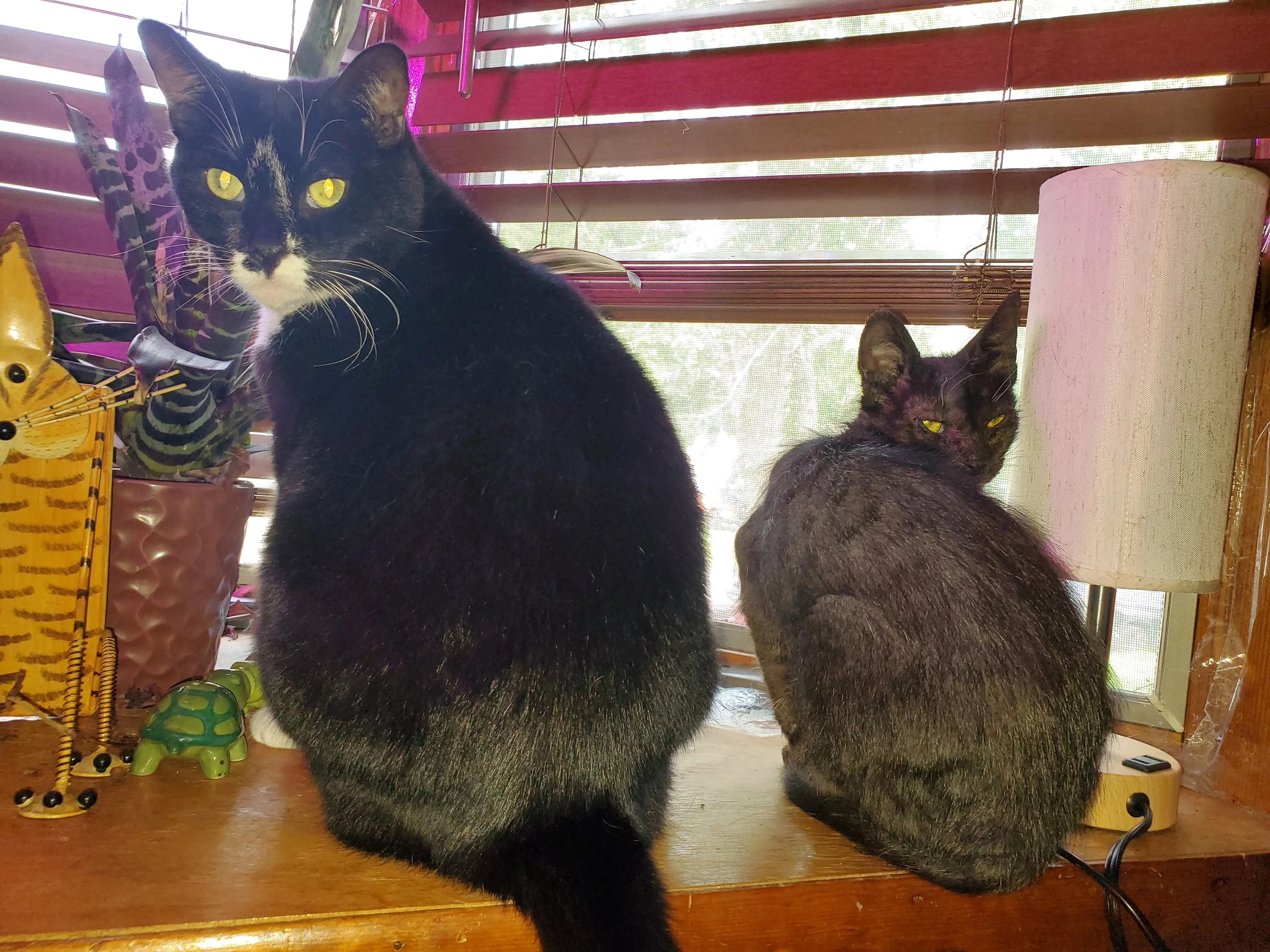 Delilah and The Cheech