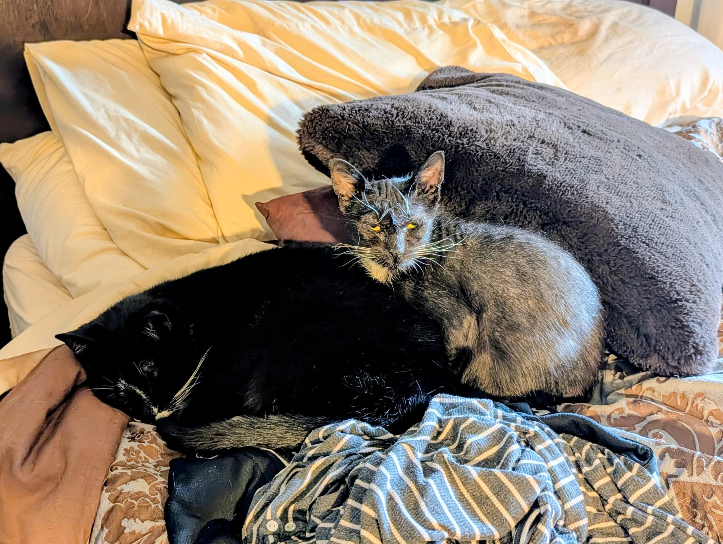 Delilah and Monchichi