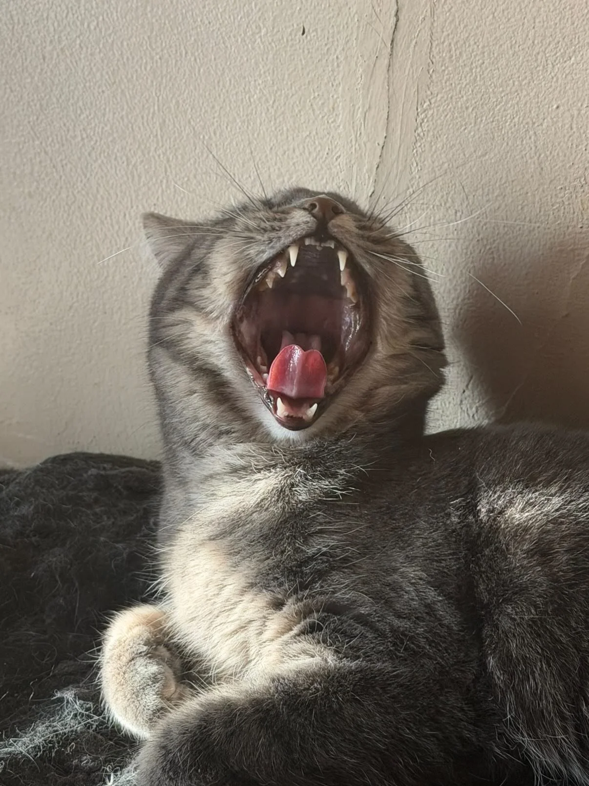 Boo-Boo Yawning 
(Parent: Mary Watkins)