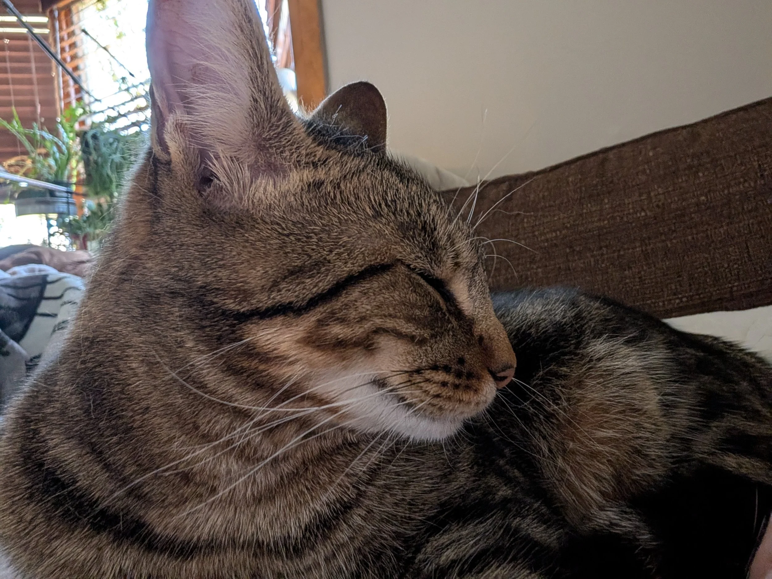 EddyAnne, the troublemaker