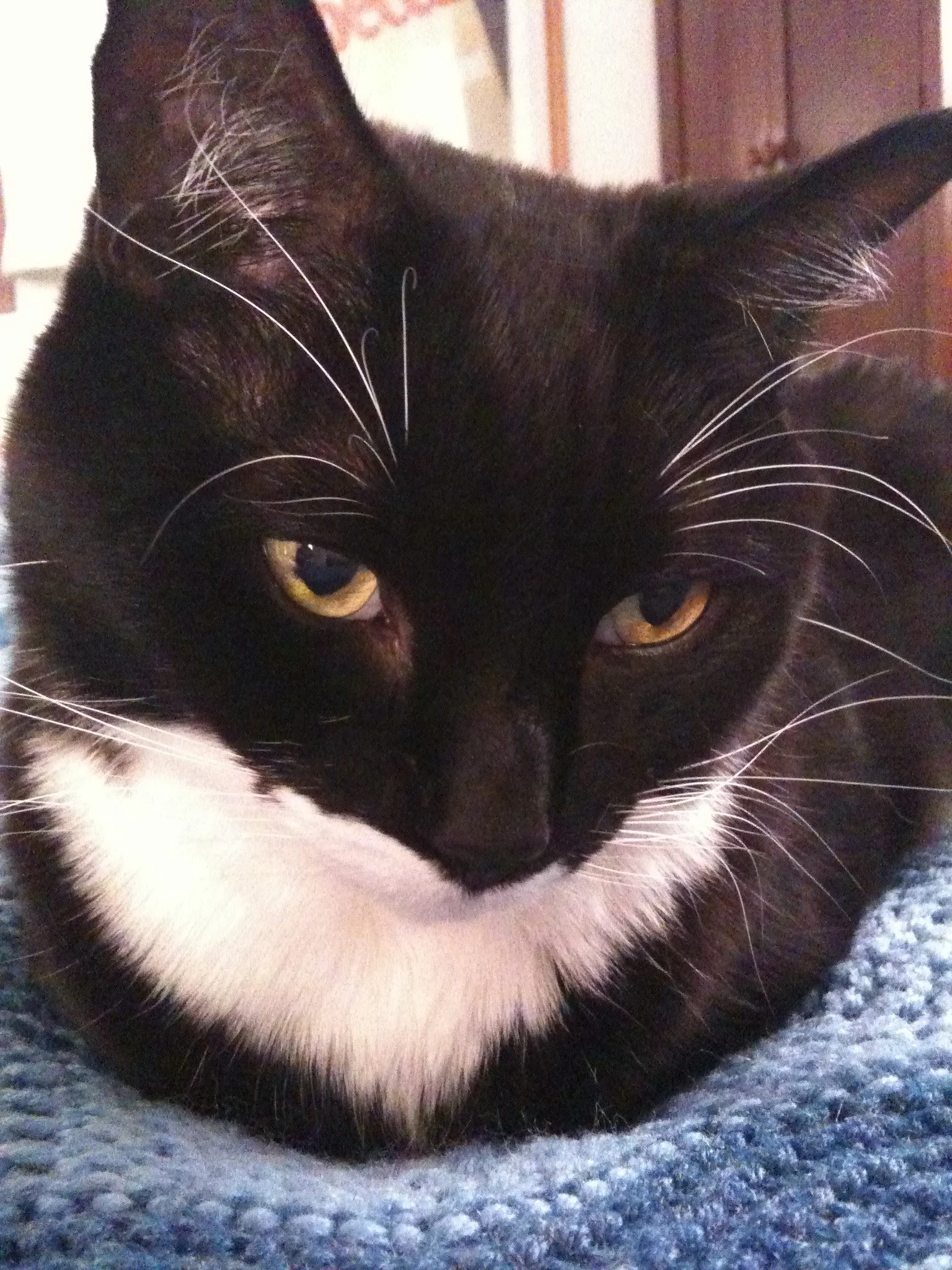 Tyler - The cat that started it all. 
